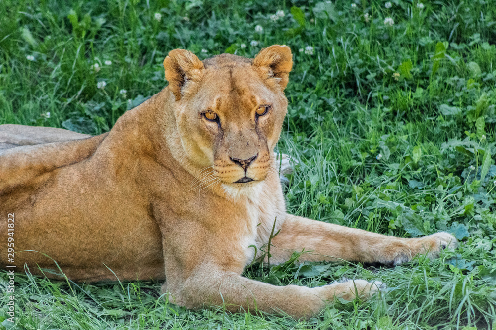 a lioness resting in a green meadow a lioness resting in a green meadow