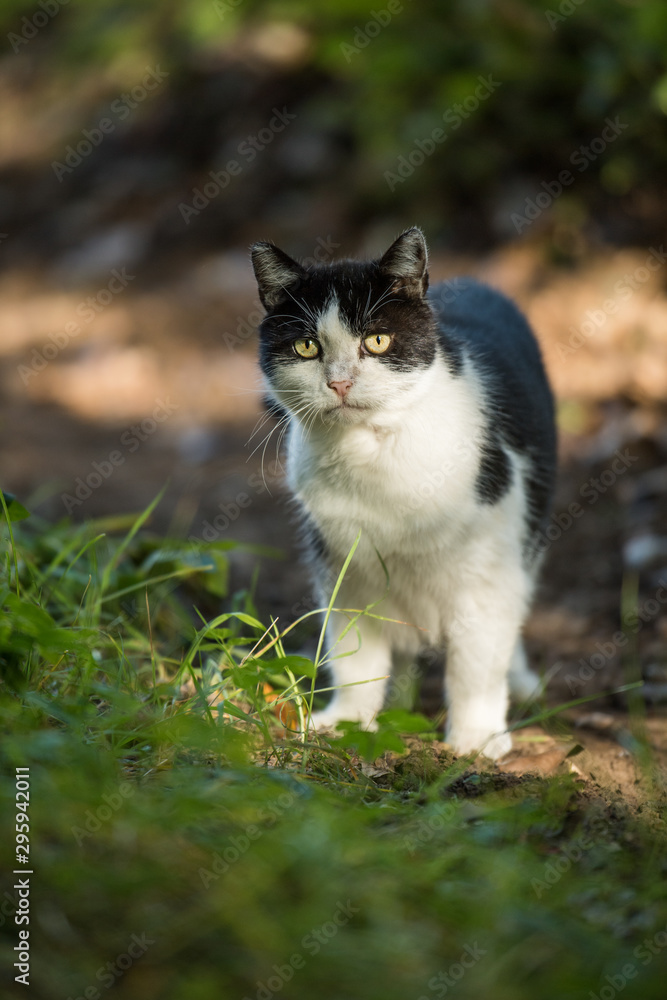 Black and white domestic cat in a meadow