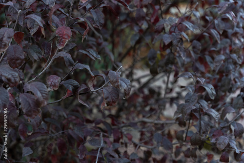 wild nature