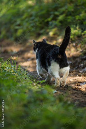 Black and white domestic cat in a meadow © DoraZett
