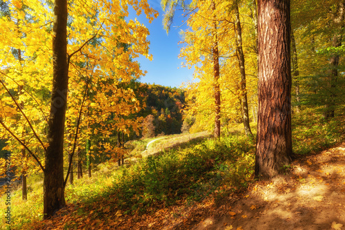 European forest in autumn colors   landscape