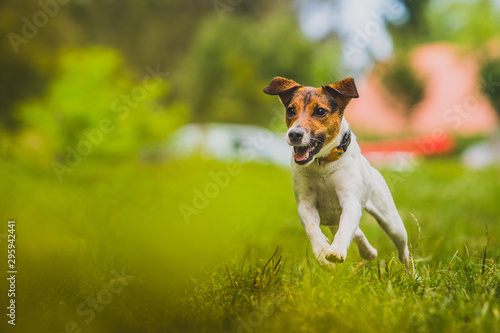 Young Jack Russel Terrier running towards the camera.