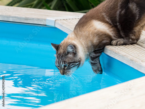 Gato bebiendo agua en piscina