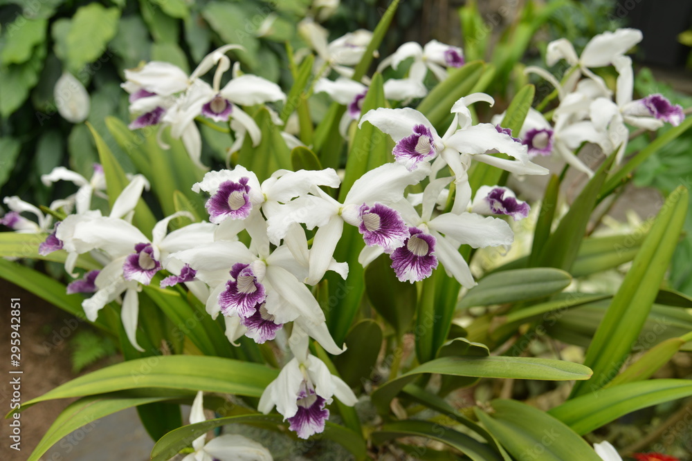 Obraz premium travel in Canada