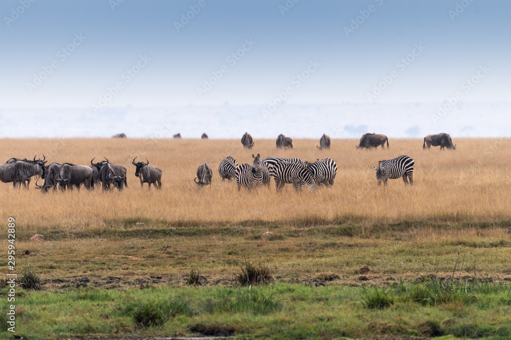 Zebra africa