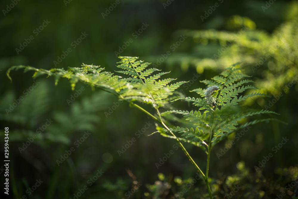 fern in forest fern in forest