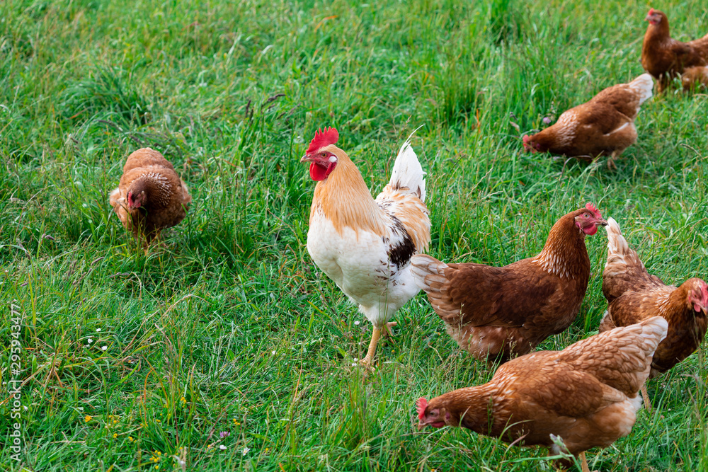 Fototapeta premium Cock between many chickens on a green meadow, close up view