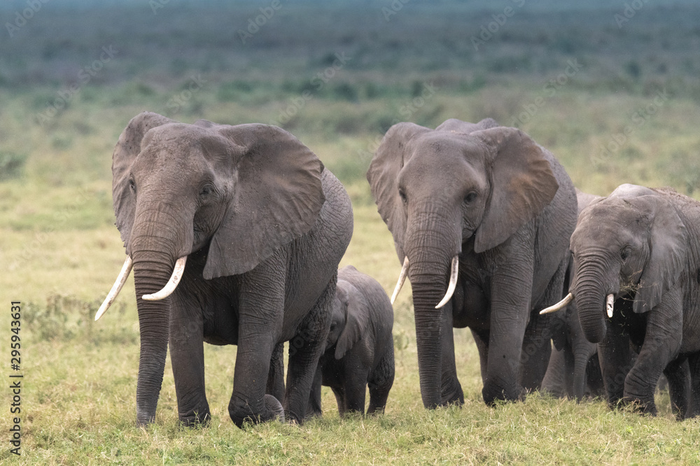Monarch elephant Monarch elephant