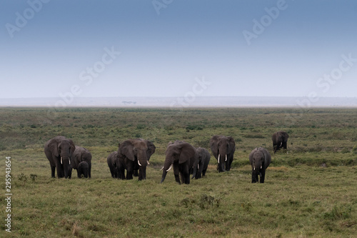 Photography Herd of elephants