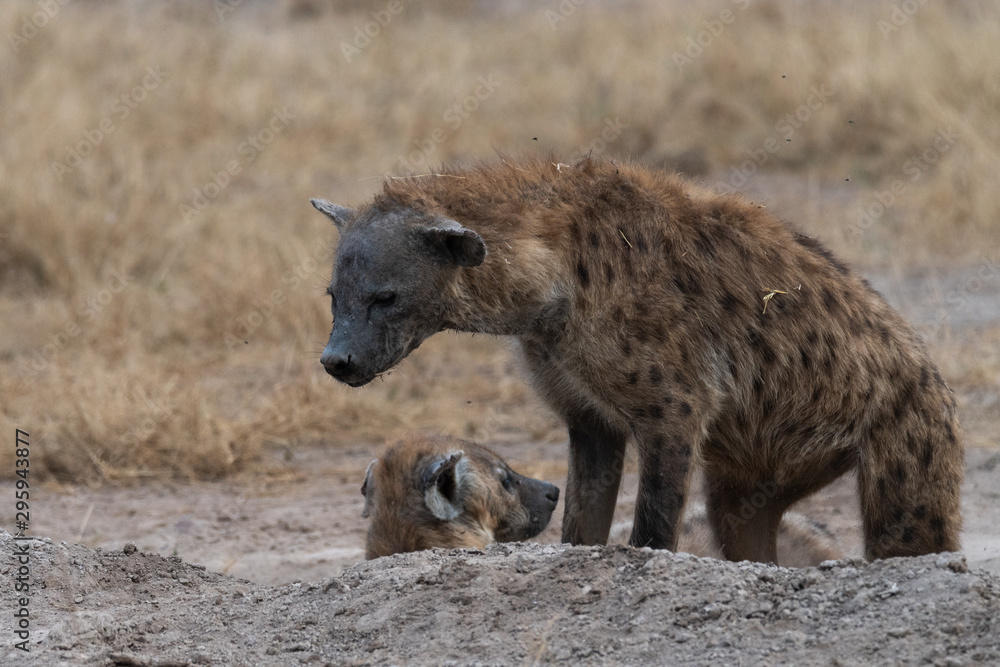 Fototapeta premium Hyena Africa