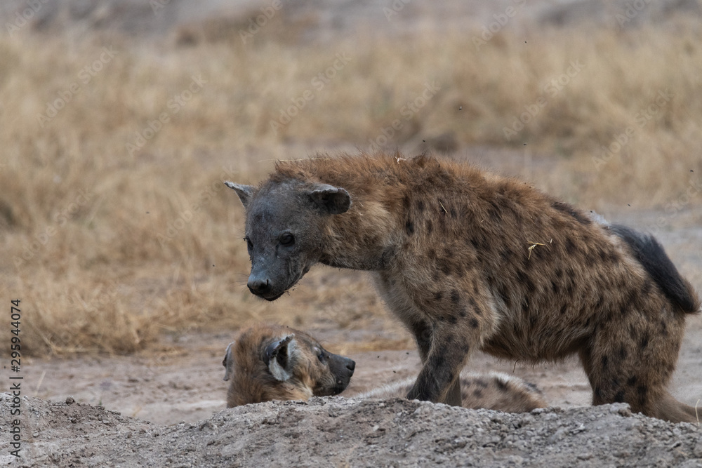 Hyena Africa
