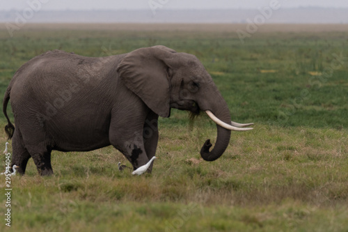 Elephants Kenya © Penny Hegyi