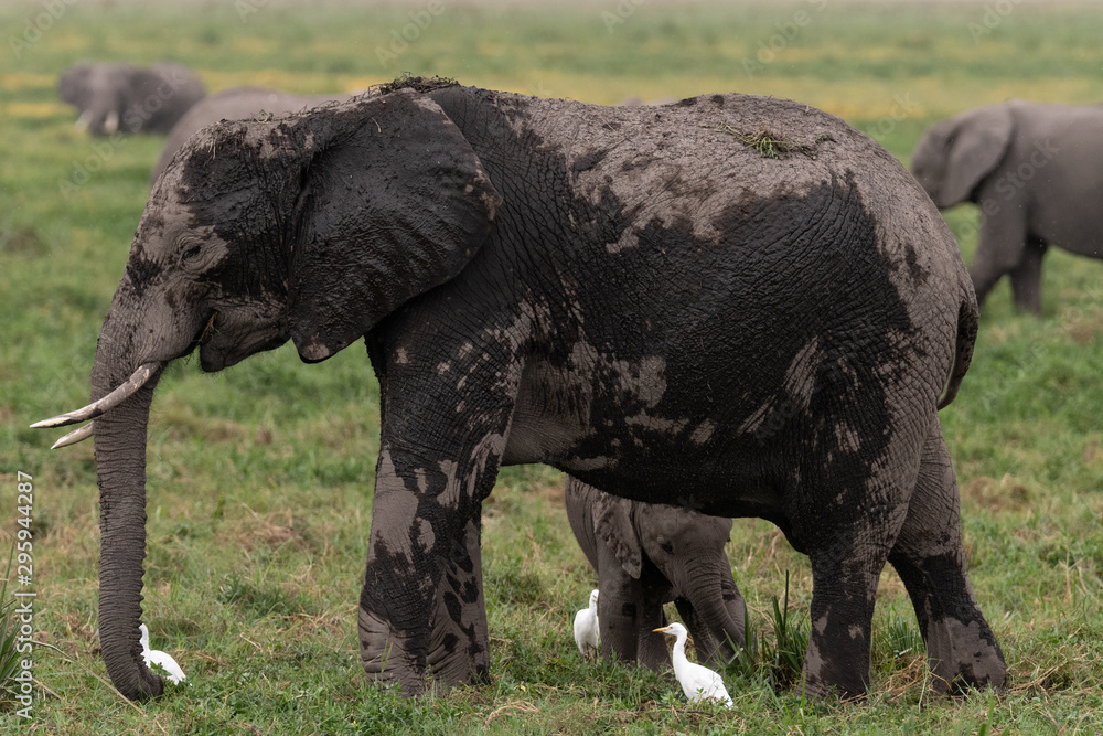 Obraz premium Elephants Kenya