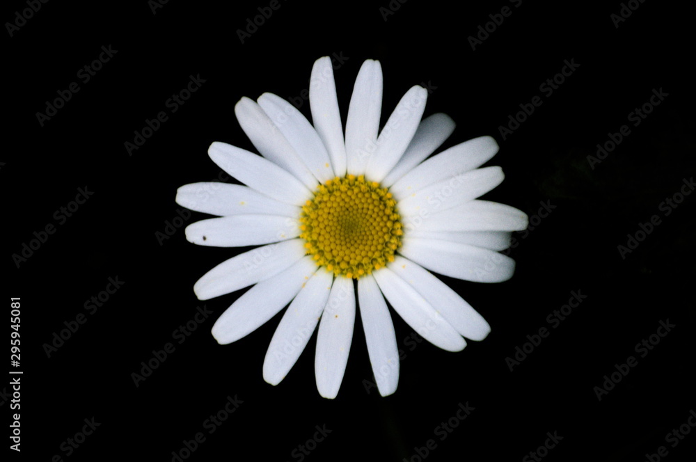 Obraz premium Close-up of a daisy on a black background