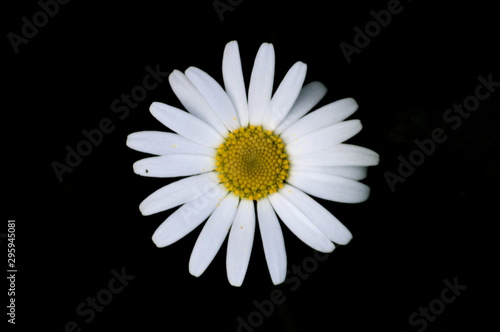 Close-up of a daisy on a black background