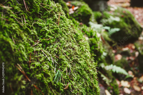 Macro photography of green moss on stones in a northern forest. Nature background.
