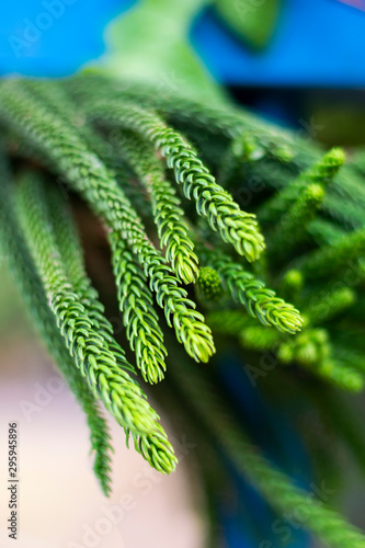 Young twigs of thuja closeup; young twigs of evergreen; beautiful green screensaver on your desktop