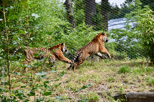 Photography Tigers provoking each other