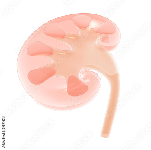 Semi-transparent 3D illustration of the medical anatomy of the cut kidney. Indoor view.