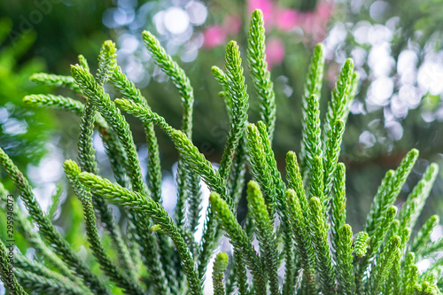 Young twigs of thuja closeup; young twigs of evergreen; beautiful green screensaver on your desktop