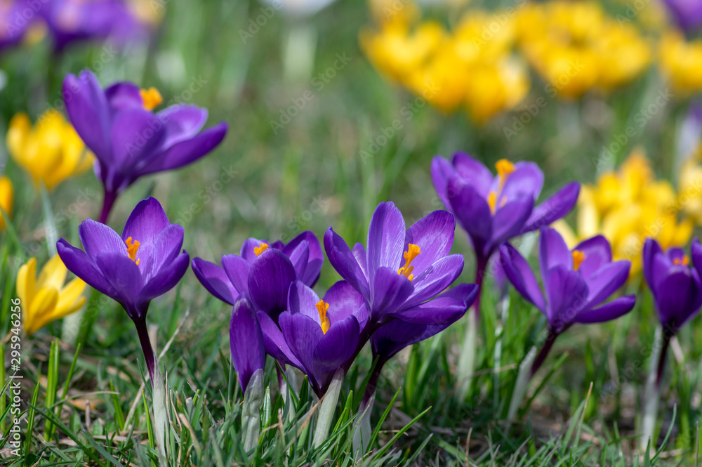 Field of flowering crocus vernus plants, group of bright colorful early spring flowers in bloom Field of flowering crocus vernus plants, group of bright colorful early spring flowers in bloom