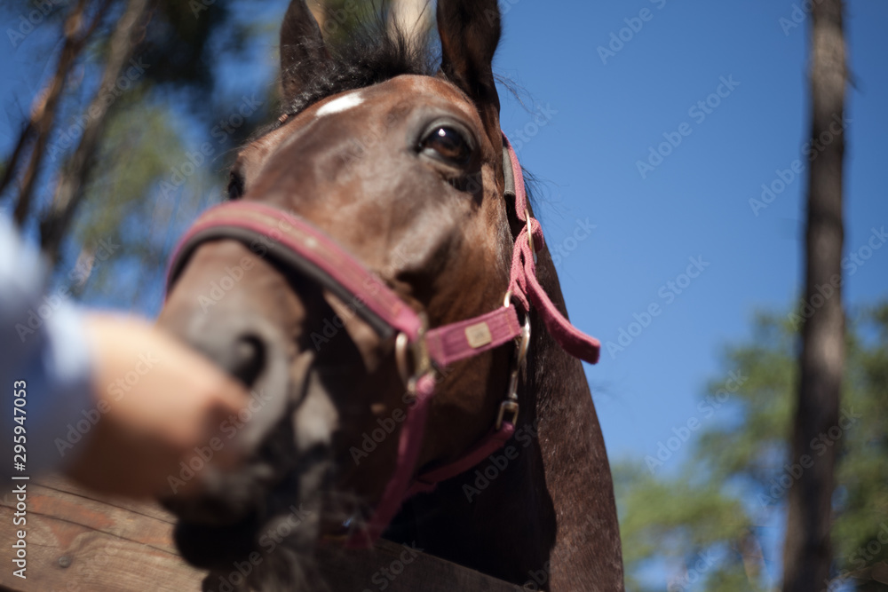 Obraz premium horse's head