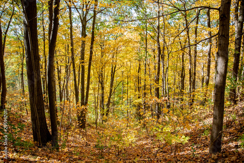 Scenery, Fall colours, Woods © Lovina