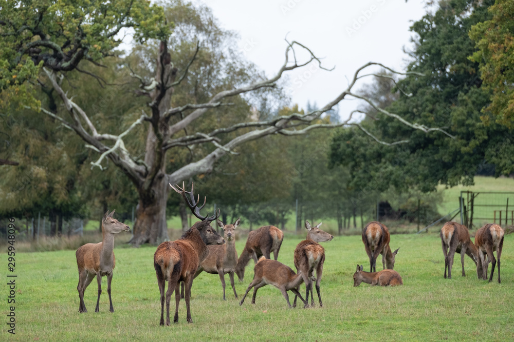 Group of red deer, including male with antlers and female hinds, photographed in autumn rain in countryside near Burley, New Forest, Hampshire UK. Group of red deer, including male with antlers and female hinds, photographed in autumn rain in countryside near Burley, New Forest, Hampshire UK.