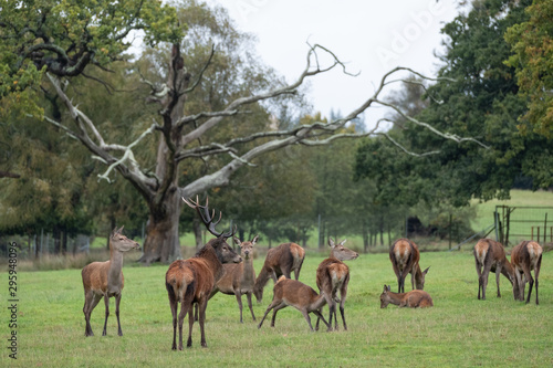 Group of red deer, including male with antlers and female hinds, photographed in autumn rain in countryside near Burley, New Forest, Hampshire UK.