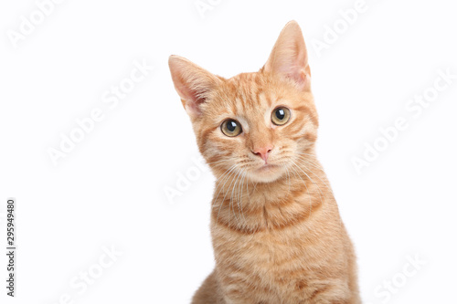 Tableau sur toile Beautiful cute orange cat