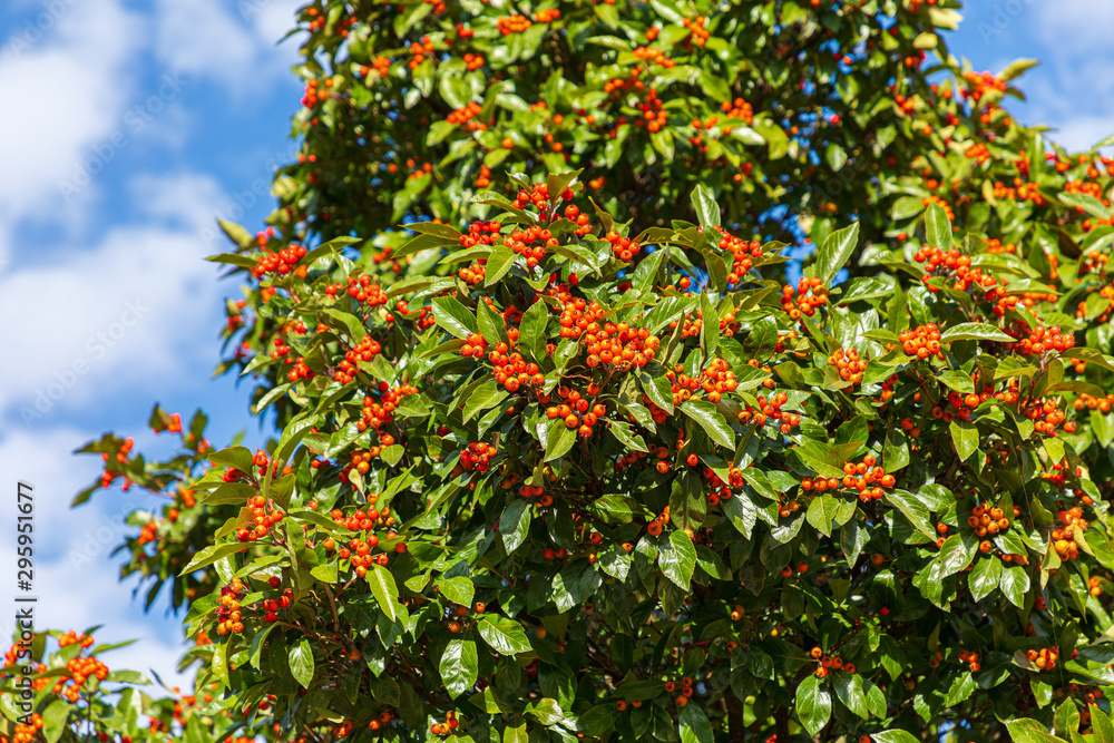 vogelbeerbaum im Sommer