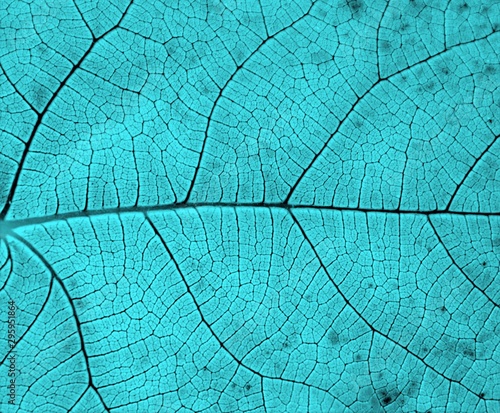 texture of a leaf in colors © sebi_2569