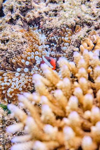 Wild Clown Fish in warm waters of Fiji sitting in coral and posing for camera