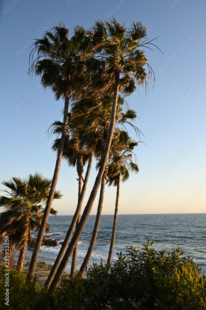 Ταπετσαρία Palm trees on a breezy day at beach