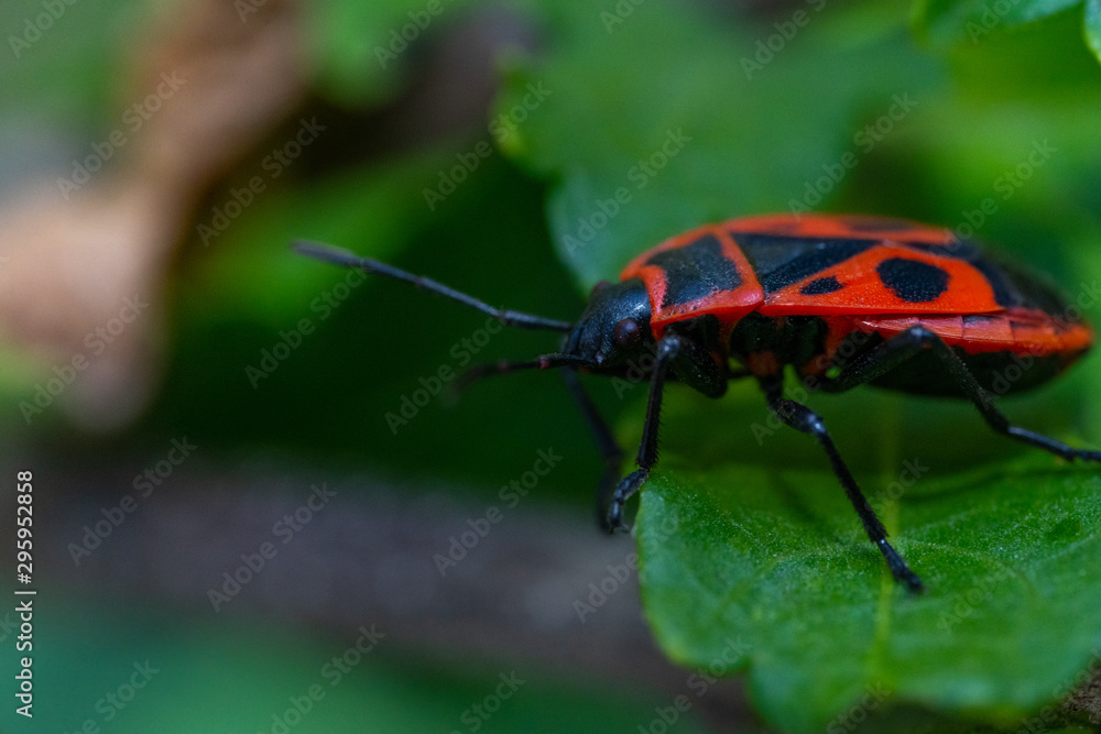 Fototapeta premium Small insects in macro photography.Pyrrhocoris