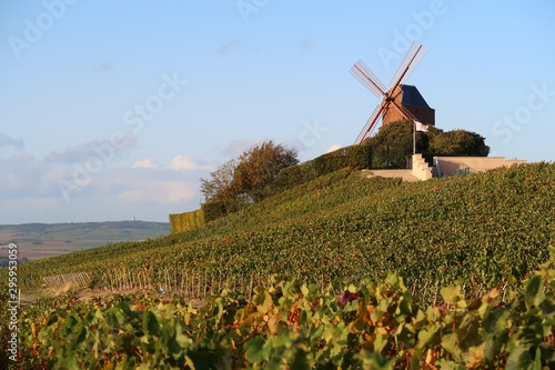 Tableau sur toile Moulin de Verzenay entouré de vigne en Champagne (France)