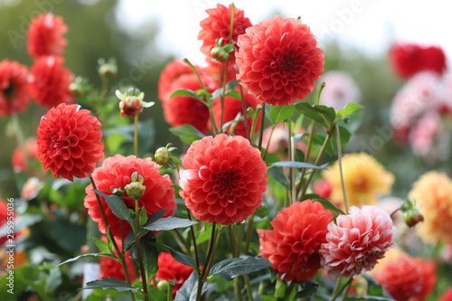 馬見丘陵公園　ダリア