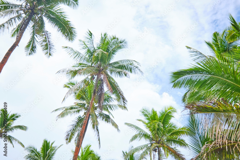 Palm trees with blue sky during on the Coral Coast, Fiji