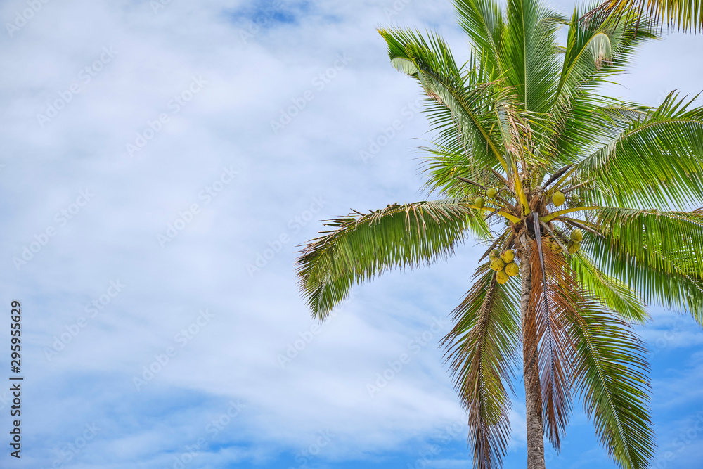 Palm trees with blue sky during on the Coral Coast, Fiji