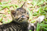 Cute kitten portrait with closeup on face and big blue eyes laying in the grass