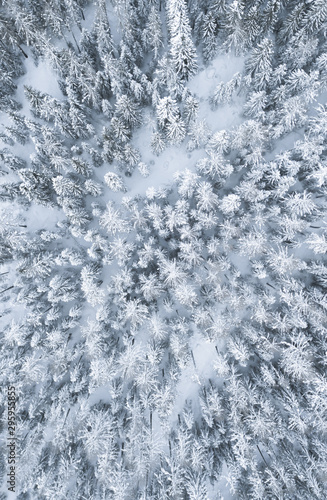 abstract winter background aerial view, forest in deep snow, cold air drone perspective © Salvisberg