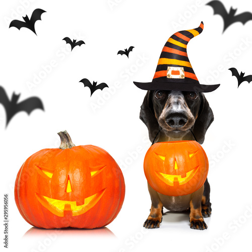 halloween  ghost  dog trick or treat © Javier brosch