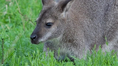 Bennett's tree-kangaroo eats grass. Dendrolagus bennettianus grazing in the meadow. Slow motion. photo