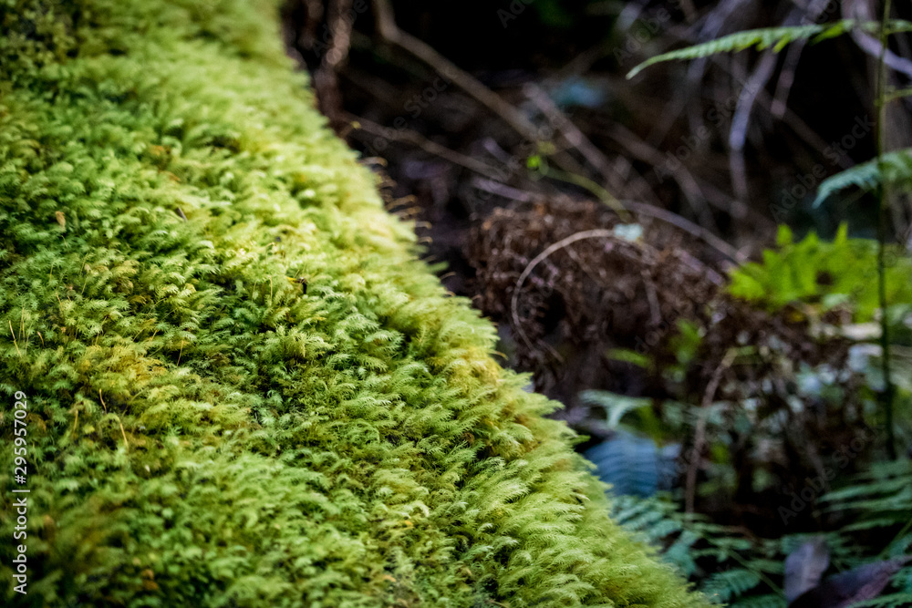 Green Moss on a fallen Tree Green Moss on a fallen Tree
