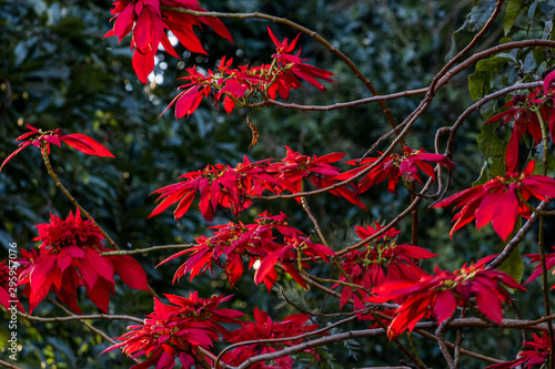 Flora and Fauna of Queensland