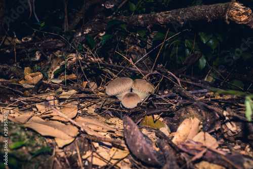 Puffy Mushroom