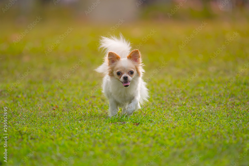 Beautiful adorable chihuahua smile dog running in grass at the summer park. Beautiful adorable chihuahua smile dog running in grass at the summer park.