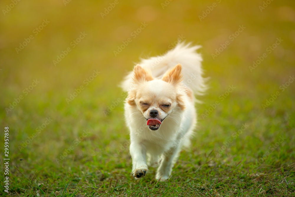 Beautiful adorable chihuahua smile dog running in grass at the summer park. Beautiful adorable chihuahua smile dog running in grass at the summer park.