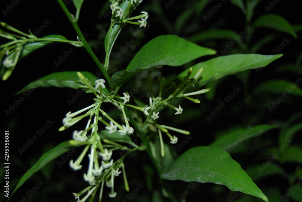 Wild Jasmine Plant at Night Wild Jasmine Plant at Night