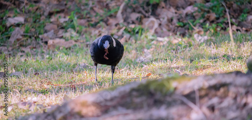 Bird Eating Worm